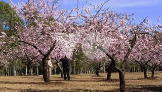 Flat  Conrado del campo. Piso en venta en suanzes, ciudad lineal, madrid Flat  Conrado del campo. Piso en venta en suanzes, ciudad lineal, madrid