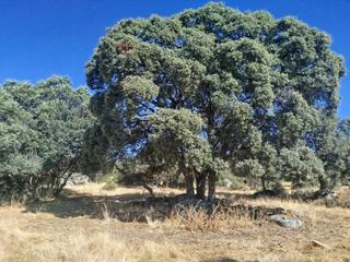 Mas Del renal. Fresnedilla de la olivafinca rustica Mas Del renal. Fresnedilla de la olivafinca rustica