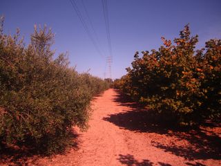 Finca rústica Cami de cametes - partida la cabana, 2. Venta finca rustica altafulla Finca rústica Cami de cametes - partida la cabana, 2. Venta finca rustica altafulla