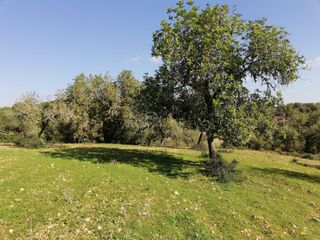 Finca rústica en Porreres. Vistas panorámicas Finca rústica en Porreres. Vistas panorámicas