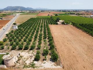 Finca rústica a Muro. Finca rústica a la venta en sa pobla Finca rústica a Muro. Finca rústica a la venta en sa pobla