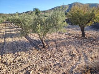 Rural plot in Hondón de las Nieves. Terreno en hondón de las nieves Rural plot in Hondón de las Nieves. Terreno en hondón de las nieves
