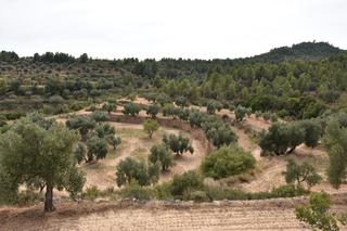 Rural plot in Fresneda (La). Finca rústica en la fresneda Rural plot in Fresneda (La). Finca rústica en la fresneda
