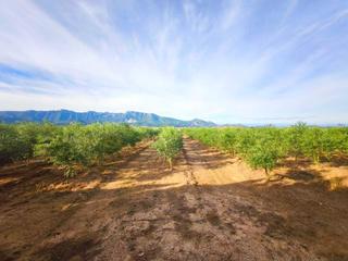Terreny residencial a Fortaleny. Se vende excelente finca rústica de 20 hanegadas, situada en el Terreny residencial a Fortaleny. Se vende excelente finca rústica de 20 hanegadas, situada en el
