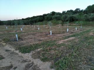 Masia a Lora de Estepa. Finca de olivar en lora de estepa Masia a Lora de Estepa. Finca de olivar en lora de estepa
