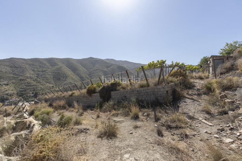 Foto e42b7eab-72cb-4d6a-bbc8-6d03bc868353. Fondo rustico in Albuñol Foto e42b7eab-72cb-4d6a-bbc8-6d03bc868353. Fondo rustico in Albuñol