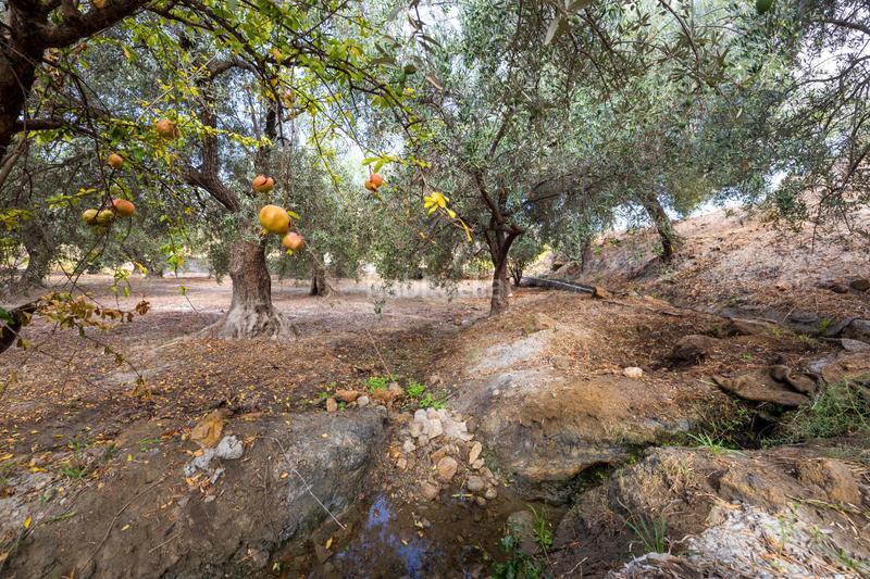 Foto e6b3d309-1ceb-4bd4-bfe5-3e1a1e2a57bf. Finca rústica a Lanjarón Foto e6b3d309-1ceb-4bd4-bfe5-3e1a1e2a57bf. Finca rústica a Lanjarón