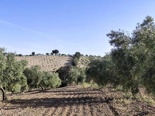 Finca rústica Polígono 8 parcela 166 cuerda de agron. arenas de. Finca de olivos y almendros Finca rústica Polígono 8 parcela 166 cuerda de agron. arenas de. Finca de olivos y almendros