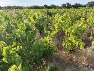 Finca rústica a Almonte. Venta de finca en propiedad de 35.611 m2 forestal, viñedos, oliv Finca rústica a Almonte. Venta de finca en propiedad de 35.611 m2 forestal, viñedos, oliv