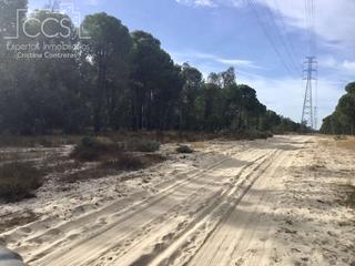 Finca rústica a Almonte. Venta de finca en propiedad de 57.775 m2 de terreno eucaliptal e Finca rústica a Almonte. Venta de finca en propiedad de 57.775 m2 de terreno eucaliptal e