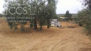 Fondo rustico in Almonte. Venta de finca en propiedad de olivar manzanilla de 14.725m2 en Fondo rustico in Almonte. Venta de finca en propiedad de olivar manzanilla de 14.725m2 en