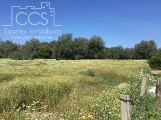 Masia a Almonte. Venta de finca  en propiedad de 19.561 m2, olivar, naranjos y pa Masia a Almonte. Venta de finca  en propiedad de 19.561 m2, olivar, naranjos y pa