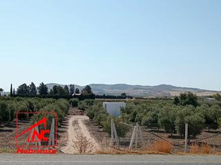 Wohngrundstück in Cuervo de Sevilla (El). Finca rústica de 5.000 m ubicada junto a la carretera nacional i Wohngrundstück in Cuervo de Sevilla (El). Finca rústica de 5.000 m ubicada junto a la carretera nacional i