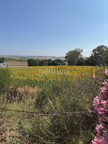 Foto b4cb04aa-b2e3-4df5-b3f4-e63c7dd5bf7c. Casale in Vejer Vejer de la Frontera Foto b4cb04aa-b2e3-4df5-b3f4-e63c7dd5bf7c. Casale in Vejer Vejer de la Frontera