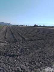 Affitto Fondo rustico Puente de pinos puente. Solar agrícola en pinos puente - alquiler 600 euros al año Affitto Fondo rustico Puente de pinos puente. Solar agrícola en pinos puente - alquiler 600 euros al año