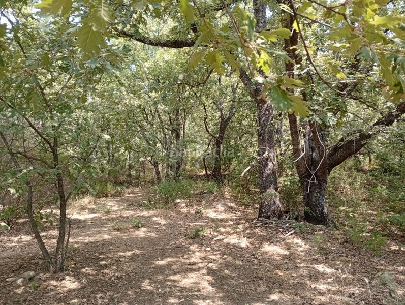 Foto a3fb2151-5110-45ae-a08e-3ebd32e05428. Finca rústica a Villanueva de la Vera Foto a3fb2151-5110-45ae-a08e-3ebd32e05428. Finca rústica a Villanueva de la Vera
