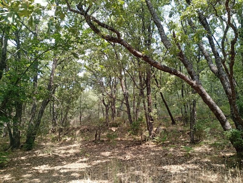 Foto bd88c42a-f6f0-4140-bce4-80b674d8b139. Finca rústica a Villanueva de la Vera Foto bd88c42a-f6f0-4140-bce4-80b674d8b139. Finca rústica a Villanueva de la Vera