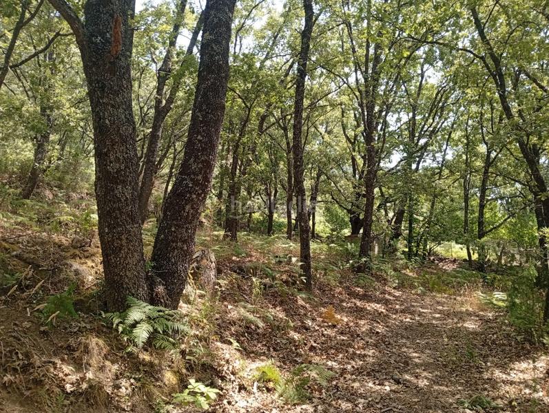 Foto f9aeaa28-d07b-4283-bfbe-bfe193d33d19. Finca rústica a Villanueva de la Vera Foto f9aeaa28-d07b-4283-bfbe-bfe193d33d19. Finca rústica a Villanueva de la Vera