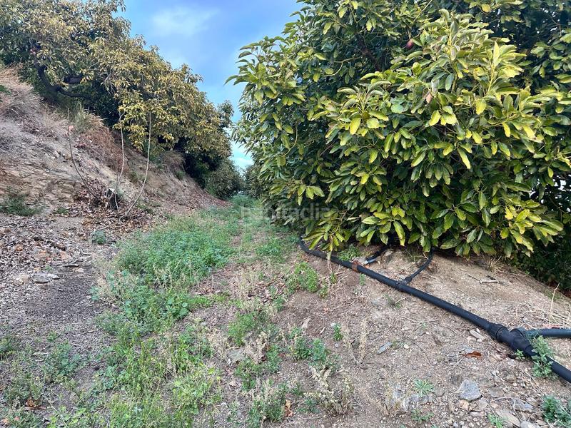 Foto 2aa9c1d6-9d54-404a-a505-70691bcb8767. Finca rústica a minasierra alta 1 a Motril ciudad Motril Foto 2aa9c1d6-9d54-404a-a505-70691bcb8767. Finca rústica a minasierra alta 1 a Motril ciudad Motril