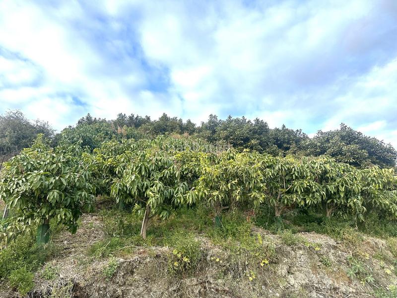 Foto 3f79e7ca-47d3-4ee6-ac0e-6679f2579cb1. Finca rústica a minasierra alta 1 a Motril ciudad Motril Foto 3f79e7ca-47d3-4ee6-ac0e-6679f2579cb1. Finca rústica a minasierra alta 1 a Motril ciudad Motril