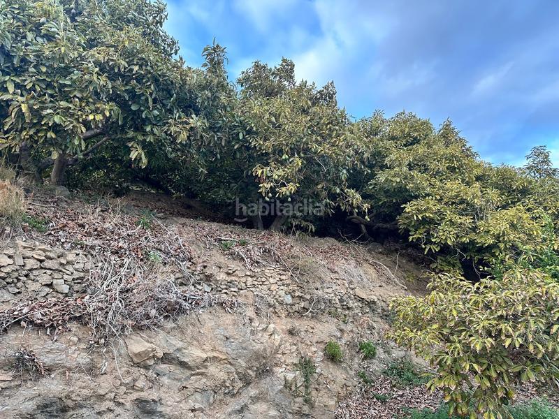 Foto a4bc6734-8984-4d19-b2ac-58666530b8f5. Finca rústica a minasierra alta 1 a Motril ciudad Motril Foto a4bc6734-8984-4d19-b2ac-58666530b8f5. Finca rústica a minasierra alta 1 a Motril ciudad Motril