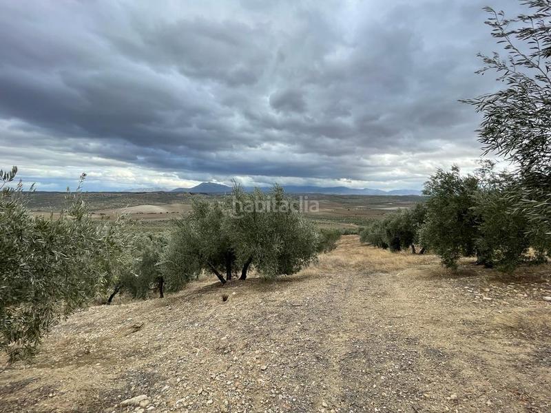 Foto 4ce09252-473d-4172-b423-3f42ff86dc0e. Masia a San Ildefonso - Catedral Jaén Foto 4ce09252-473d-4172-b423-3f42ff86dc0e. Masia a San Ildefonso - Catedral Jaén