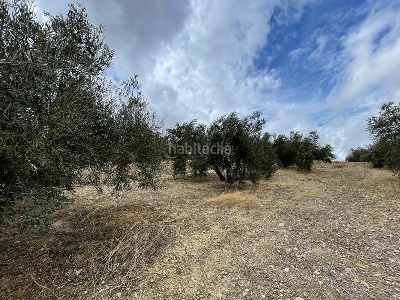 Foto 6dc6ec0f-06db-4d04-b6ae-e8f1ed5d8db1. Masia a San Ildefonso - Catedral Jaén Foto 6dc6ec0f-06db-4d04-b6ae-e8f1ed5d8db1. Masia a San Ildefonso - Catedral Jaén