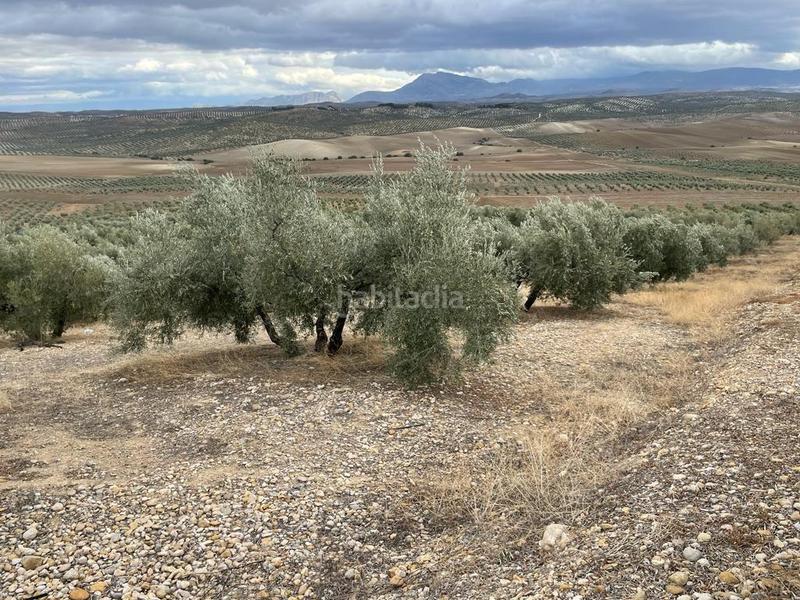Foto bd76cf05-2bb8-40f6-9781-65d606b74fb3. Masia a San Ildefonso - Catedral Jaén Foto bd76cf05-2bb8-40f6-9781-65d606b74fb3. Masia a San Ildefonso - Catedral Jaén