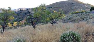 Rural plot in Sedella. Parcela rústica en puerto sedella Rural plot in Sedella. Parcela rústica en puerto sedella