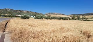 Terreno residencial  Carretera ronda campillos. Terreno urbanizable totalmente plano con proyecto aprobado y fle Terreno residencial  Carretera ronda campillos. Terreno urbanizable totalmente plano con proyecto aprobado y fle