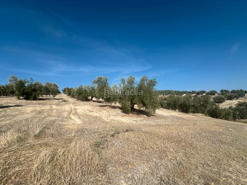 Foto 173bc941-d5a1-4849-9c19-7aa6965113f4. Landgut in Úbeda Foto 173bc941-d5a1-4849-9c19-7aa6965113f4. Landgut in Úbeda