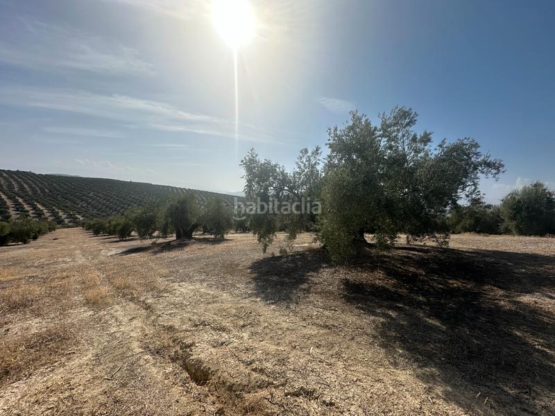 Foto 4a1bd557-4745-4593-a4c2-28fd46670ce3. Landgut in Úbeda Foto 4a1bd557-4745-4593-a4c2-28fd46670ce3. Landgut in Úbeda