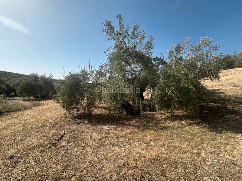 Foto 7ac8c2b5-592e-4de8-b122-acd24172972c. Landgut in Úbeda Foto 7ac8c2b5-592e-4de8-b122-acd24172972c. Landgut in Úbeda