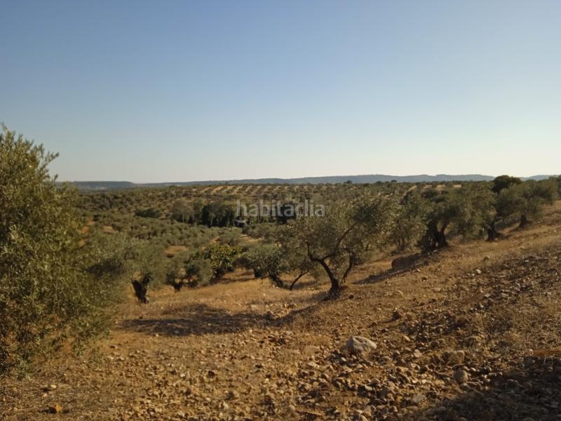 Foto 19f86b7d-7442-4b67-a15c-b1c0509e91a6. Finca rústica a Adamuz Foto 19f86b7d-7442-4b67-a15c-b1c0509e91a6. Finca rústica a Adamuz