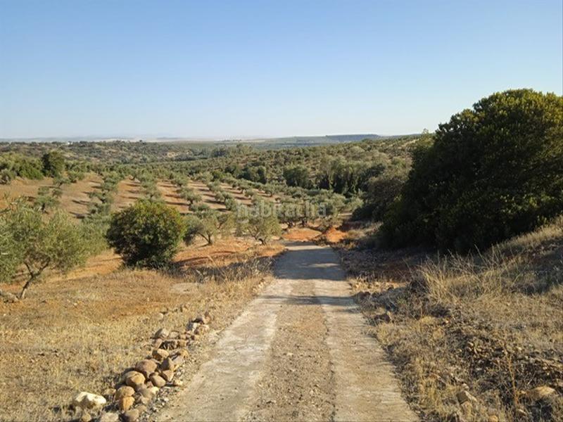 Foto 48d2ee4b-dfcb-4afd-b62b-a9b2e6d840de. Finca rústica a Adamuz Foto 48d2ee4b-dfcb-4afd-b62b-a9b2e6d840de. Finca rústica a Adamuz