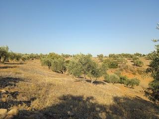 Finca rústica a Adamuz. Parcela de 62000 m2 de olivar en adamuz Finca rústica a Adamuz. Parcela de 62000 m2 de olivar en adamuz