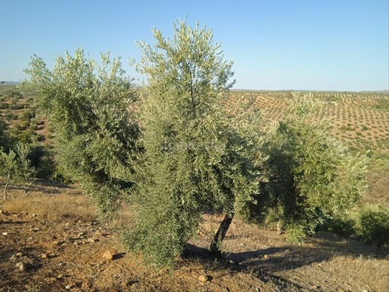 Foto b7ff403e-a0e7-4cac-829b-bd980c6789ad. Finca rústica a Adamuz Foto b7ff403e-a0e7-4cac-829b-bd980c6789ad. Finca rústica a Adamuz
