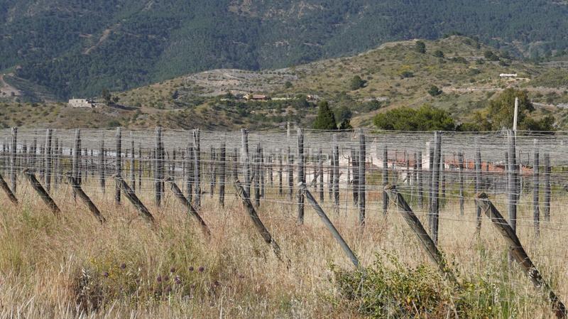 Foto 4b9d5128-d1b9-4925-a685-a9be340a6ac9. Finca rústica a Los Tablones - La Garnatilla Motril Foto 4b9d5128-d1b9-4925-a685-a9be340a6ac9. Finca rústica a Los Tablones - La Garnatilla Motril