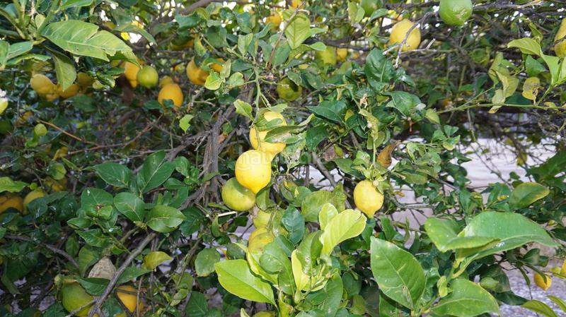 Foto 787b0b36-2376-42be-91fd-298d885b945f. Finca rústica a Los Tablones - La Garnatilla Motril Foto 787b0b36-2376-42be-91fd-298d885b945f. Finca rústica a Los Tablones - La Garnatilla Motril