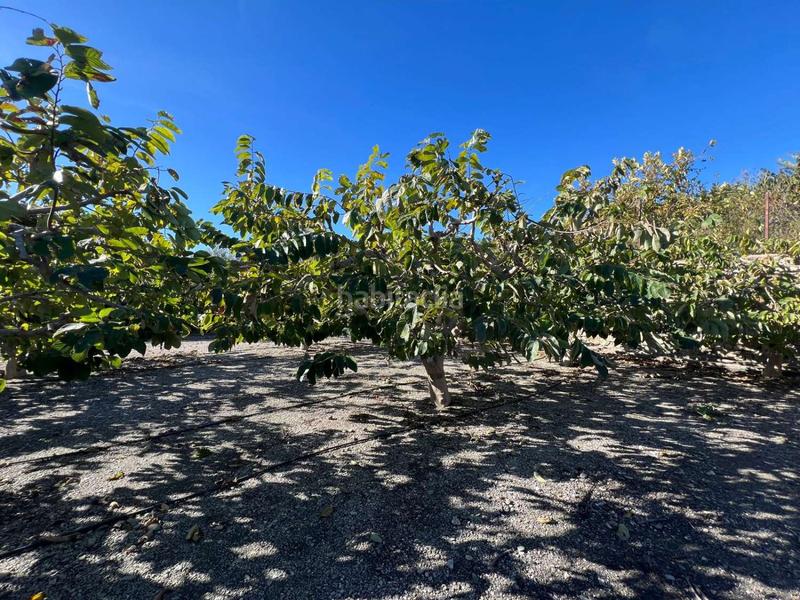 Foto ad116169-7858-4b08-b41c-9515a7fc78b5. Terreno residencial en Motril ciudad Motril Foto ad116169-7858-4b08-b41c-9515a7fc78b5. Terreno residencial en Motril ciudad Motril