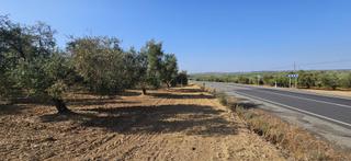 Finca rústica a Gibraleón. Terreno rústico en venta entre gibraleón y cartaya Finca rústica a Gibraleón. Terreno rústico en venta entre gibraleón y cartaya
