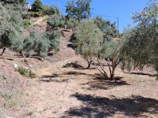 Fondo rustico  N/a. Se vende parcela en cogollos vega de 5.000m2 Fondo rustico  N/a. Se vende parcela en cogollos vega de 5.000m2