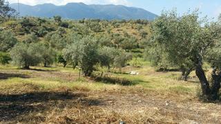 Terreny residencial a Centro. Hermosa parcela con olivos y almendros Terreny residencial a Centro. Hermosa parcela con olivos y almendros