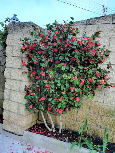 Foto 604d7174-7269-4073-9a14-2df8800ee9c5. House with heating pool in Colmenar del Arroyo Foto 604d7174-7269-4073-9a14-2df8800ee9c5. House with heating pool in Colmenar del Arroyo