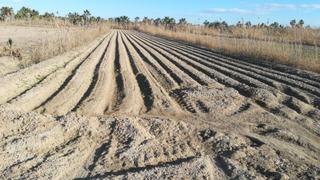 Residential Plot in San Fulgencio. Se vende parcela rustica,  zona san fulgencio vereda larga Residential Plot in San Fulgencio. Se vende parcela rustica,  zona san fulgencio vereda larga