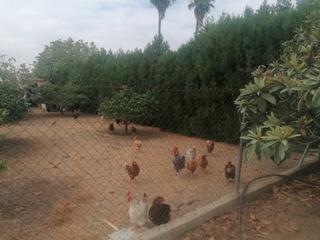 Terreny residencial  El caudal. Terreno en venta en carmona Terreny residencial  El caudal. Terreno en venta en carmona