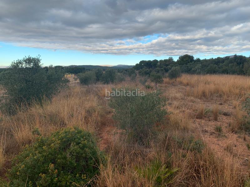 Foto a1b20bd2-c849-4983-bf5e-bd3eb88bb074. Fondo rustico in carrer de les llomes 7 in Los Pinares-La Masia Bétera Foto a1b20bd2-c849-4983-bf5e-bd3eb88bb074. Fondo rustico in carrer de les llomes 7 in Los Pinares-La Masia Bétera