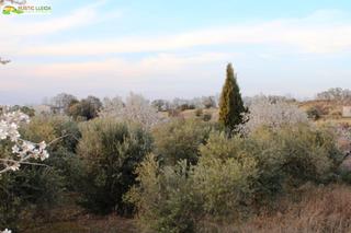 Local Comercial a Juneda. Almacén de unos 96 m2 con finca de regadio de unos 11.000 m2. Local Comercial a Juneda. Almacén de unos 96 m2 con finca de regadio de unos 11.000 m2.