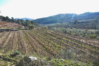 Finca rústica en Vilella Baixa (La). Vinya de regadiu do priorat Finca rústica en Vilella Baixa (La). Vinya de regadiu do priorat