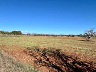 Terreno residencial  07630. Solar rústico con encanto entre sa ràpita y campos  mallorca Terreno residencial  07630. Solar rústico con encanto entre sa ràpita y campos  mallorca